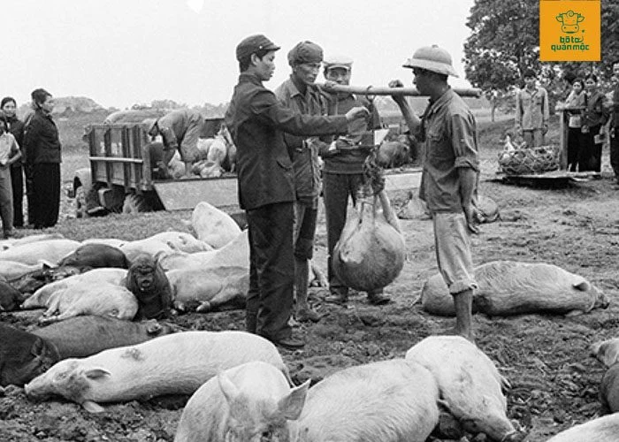 Thời bao cấp, lợn được ưu tiên cho tiền tuyến tiếp tế cho bộ đội